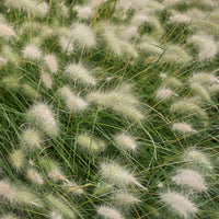 Lampenpoetsersgras - Pennisetum villosum - Bakker