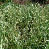 Rietgras Feesey - Phalaris arundinacea Feesey - Bakker