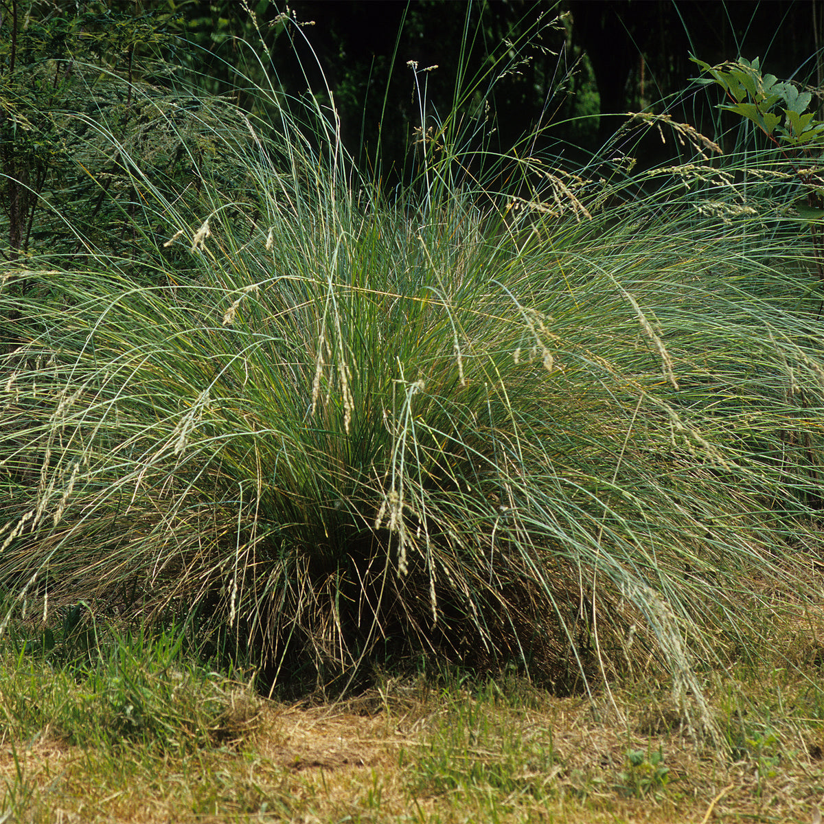 Beemdgras Tussock grass - Bakker