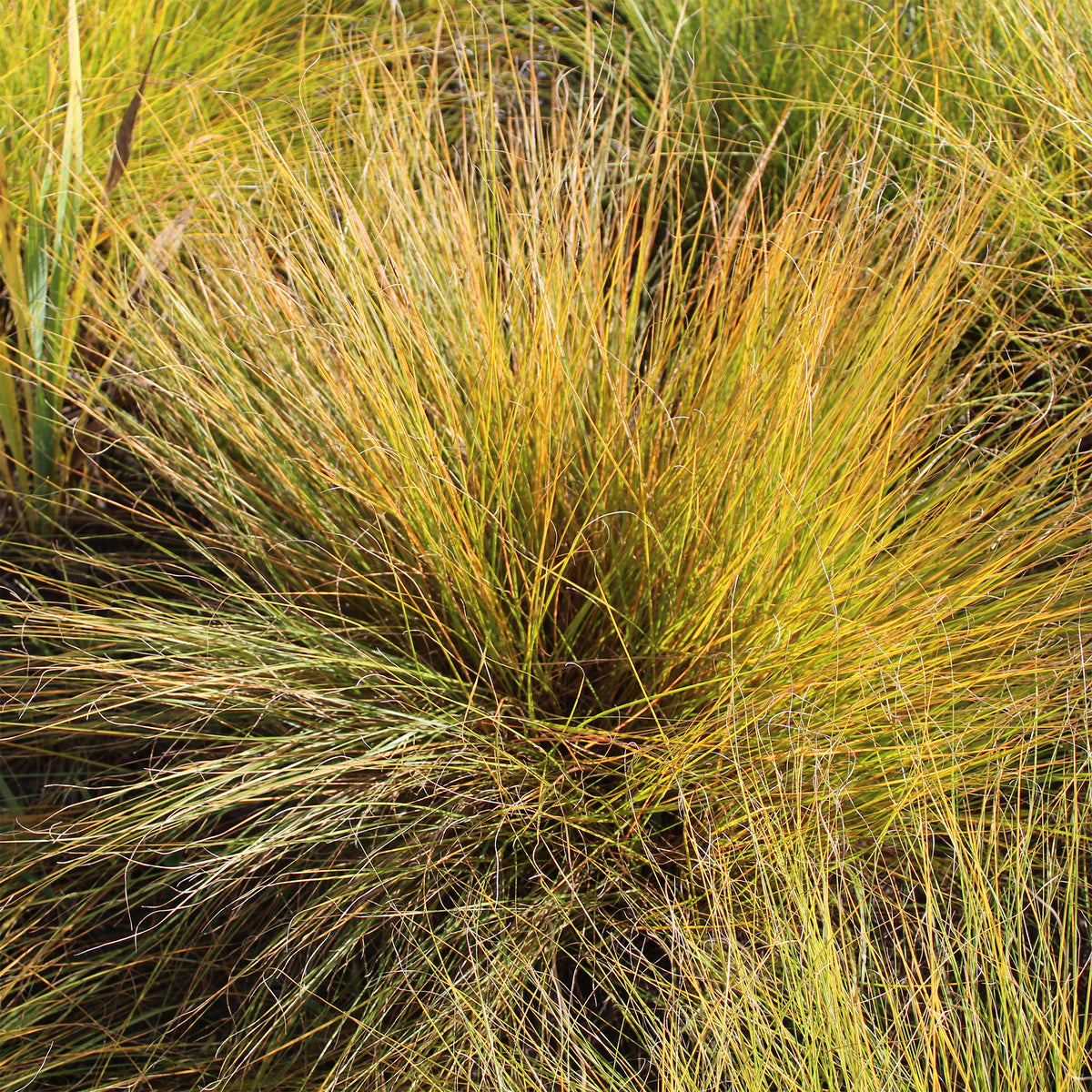 Prairiedropzaad heterolepis - Bakker