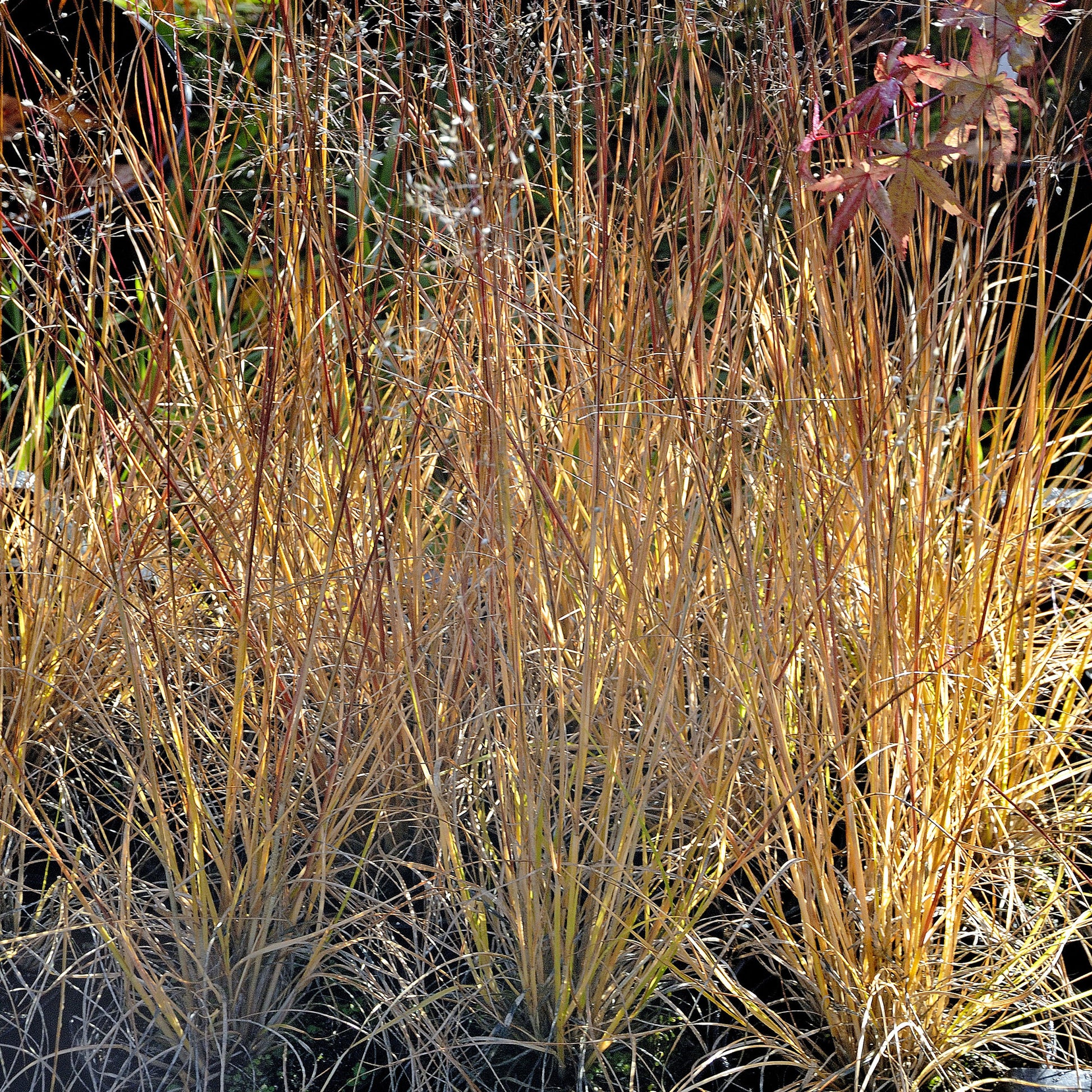 Siergrassen - Prairiedropzaad heterolepis - Sporobolus heterolepis