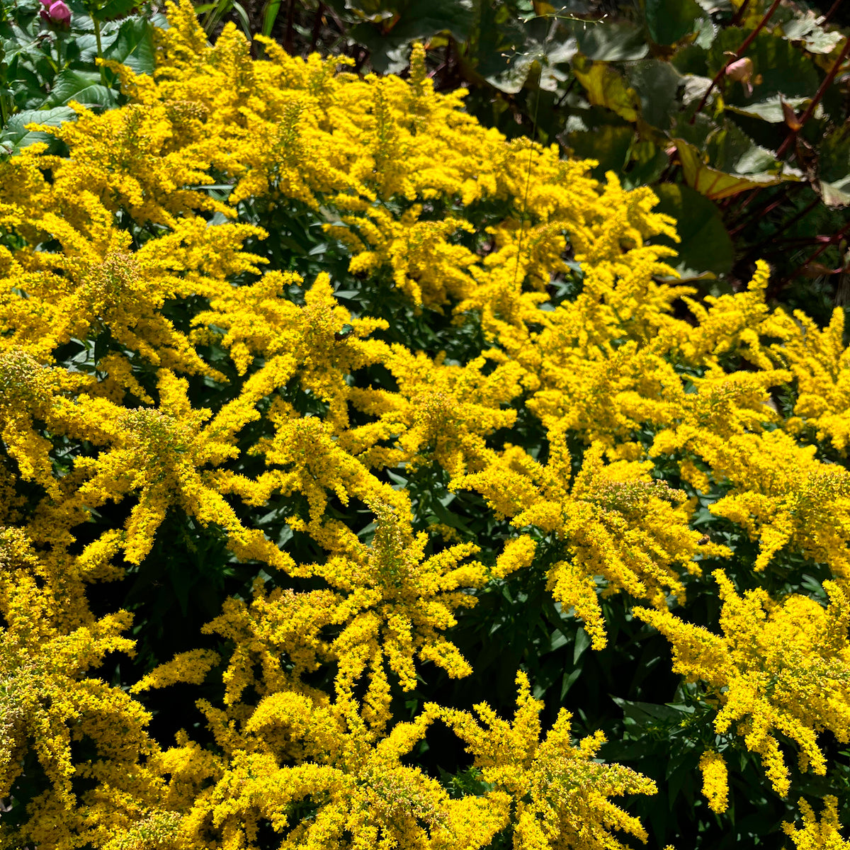 Guldenroede Golden Mosa
