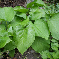 Oriëntaals komkommerkruid - Trachystemon orientalis - Bakker