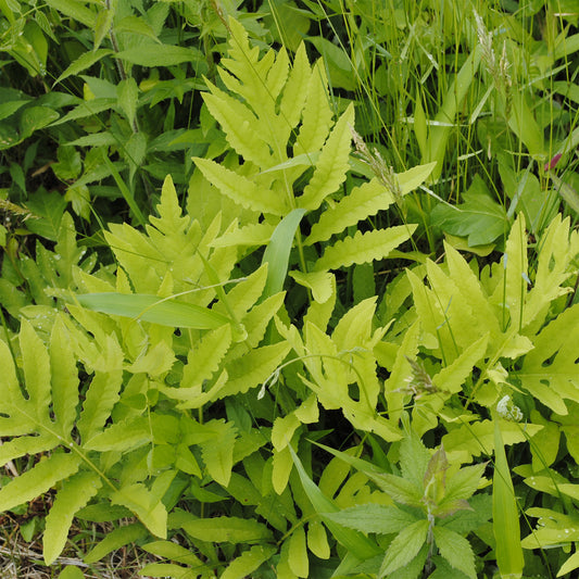 Bolletjesvaren - Bakker