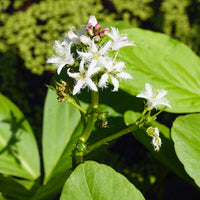 Waterplanten voor vijvers - Waterdrieblad - Menyanthes trifoliata