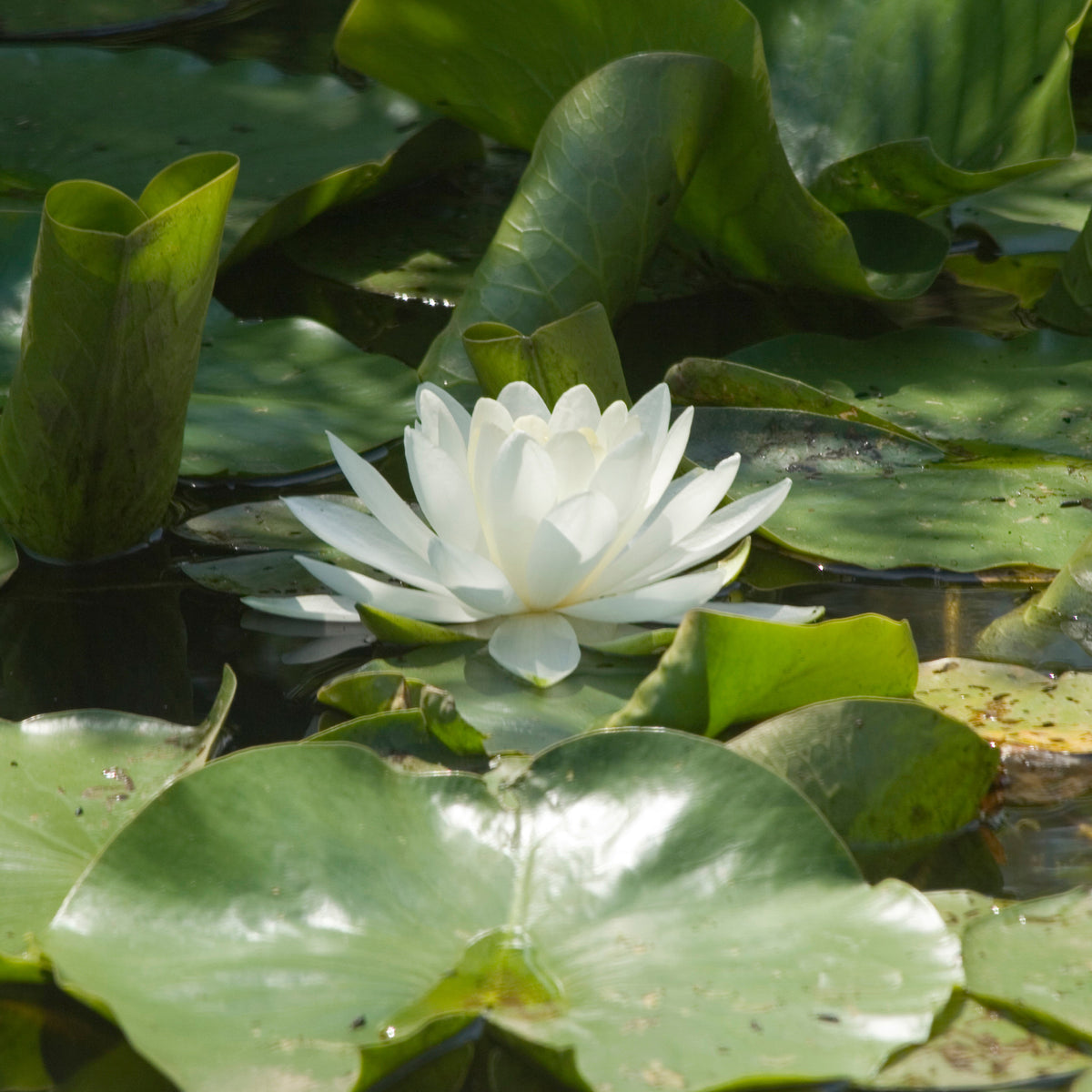 Witte waterlelie Grand Witte - Bakker