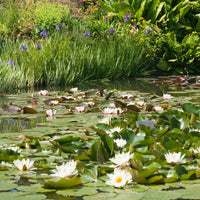 Witte waterlelie Grand Witte - Nymphaea alba - Bakker