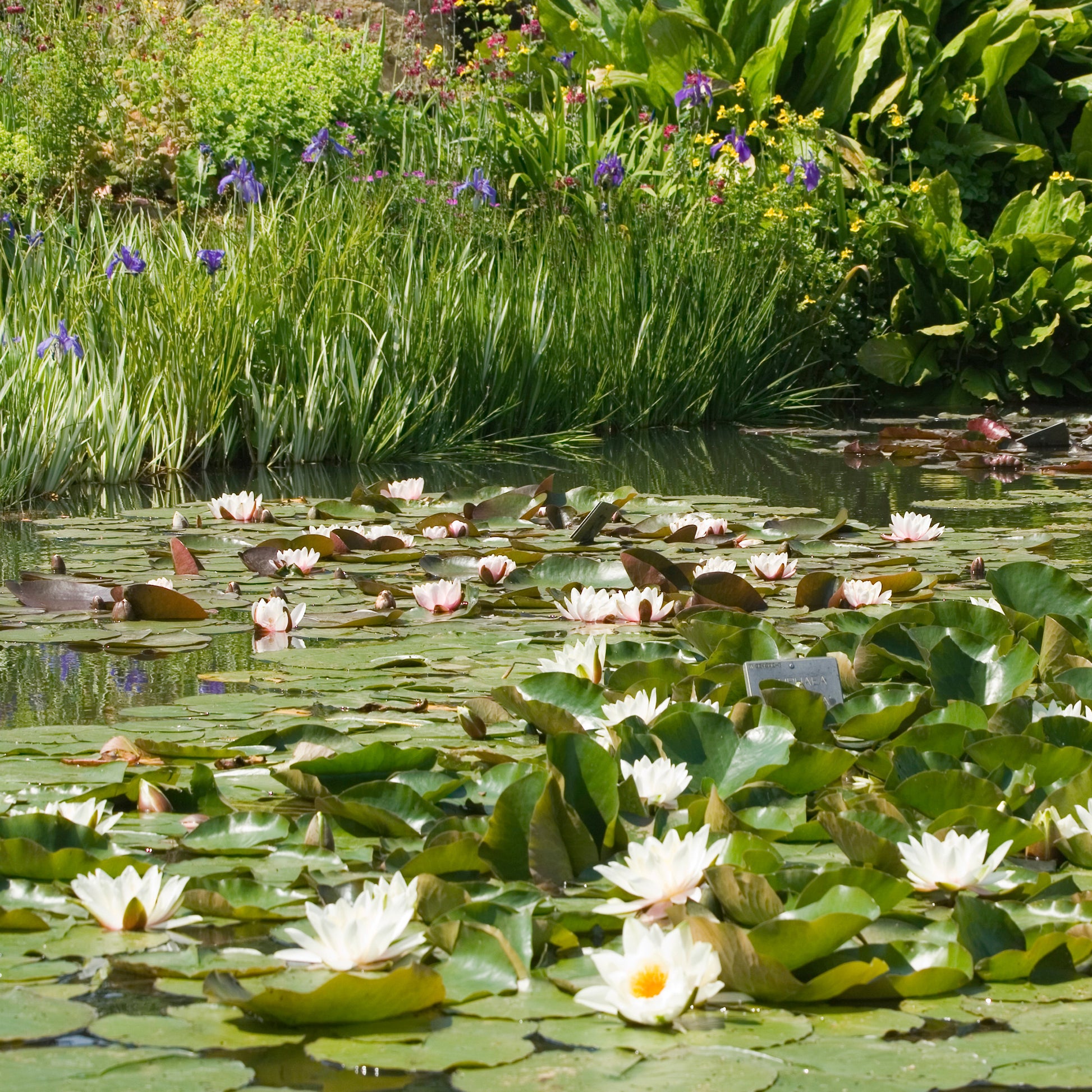 Witte waterlelie Grand Witte - Nymphaea alba - Bakker