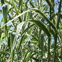 Phragmites australis variegatus - Rietgras Variegatus - Siergrassen