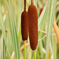 Riet - Grote bonte lisdodde - Typha latifolia variegata