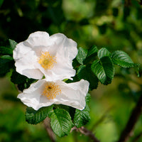 Rosa rugosa alba - Wilde roos 'Alba, Japanse roos - Rozen