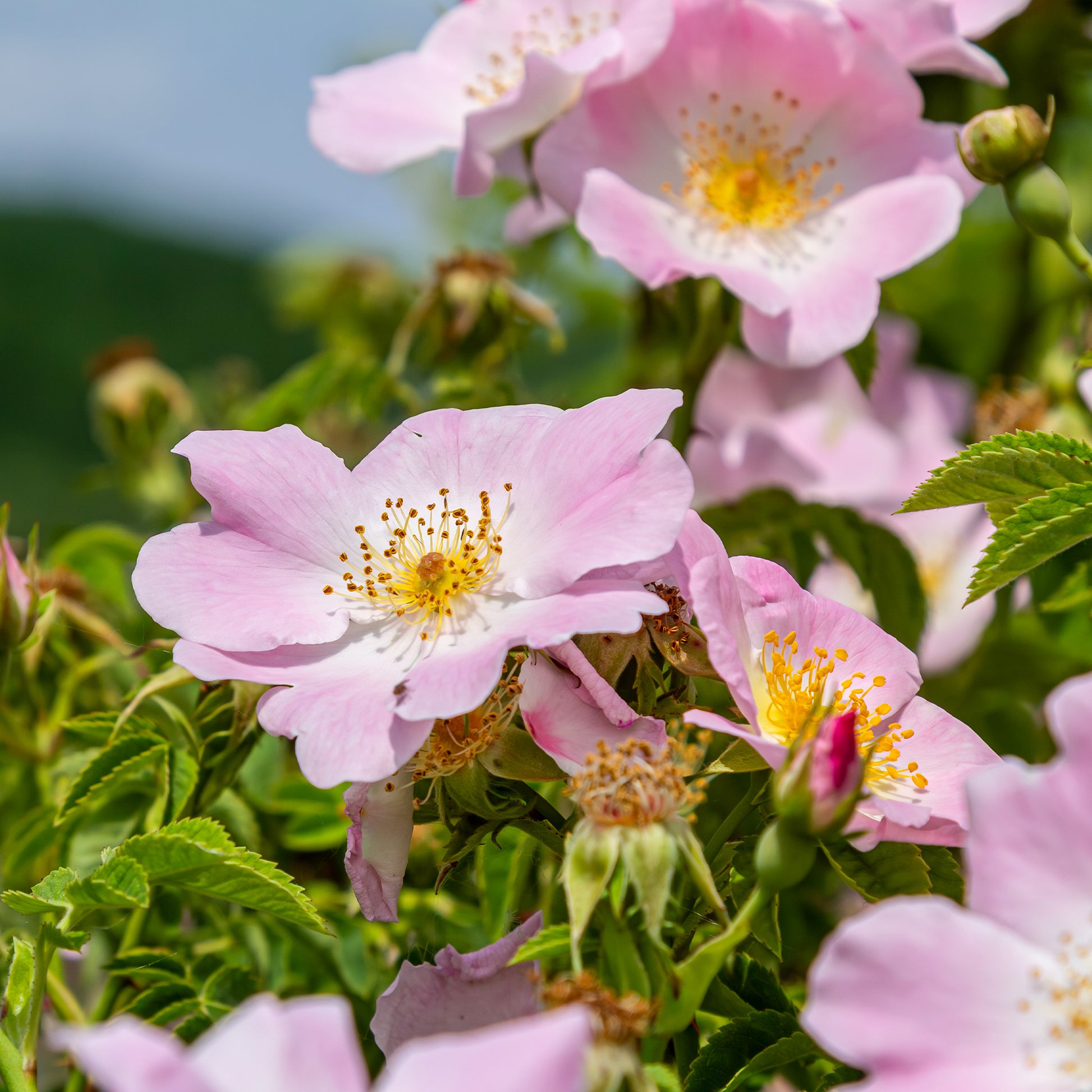 Hondsroos - Rosa canina - Bakker