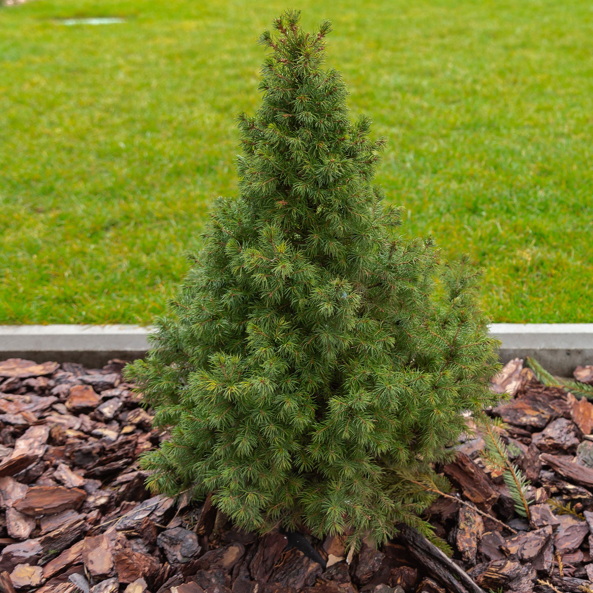Witte spar - Picea glauca Conica - Bakker