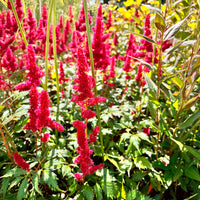 Astilbe arendsii Fanal - Pluimspirea Fanal - Astilbe - Pluimspirea