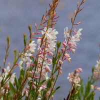 Gaura - Prachtkaars Corrie's Gold - Gaura lindheimeri Corrie's Gold