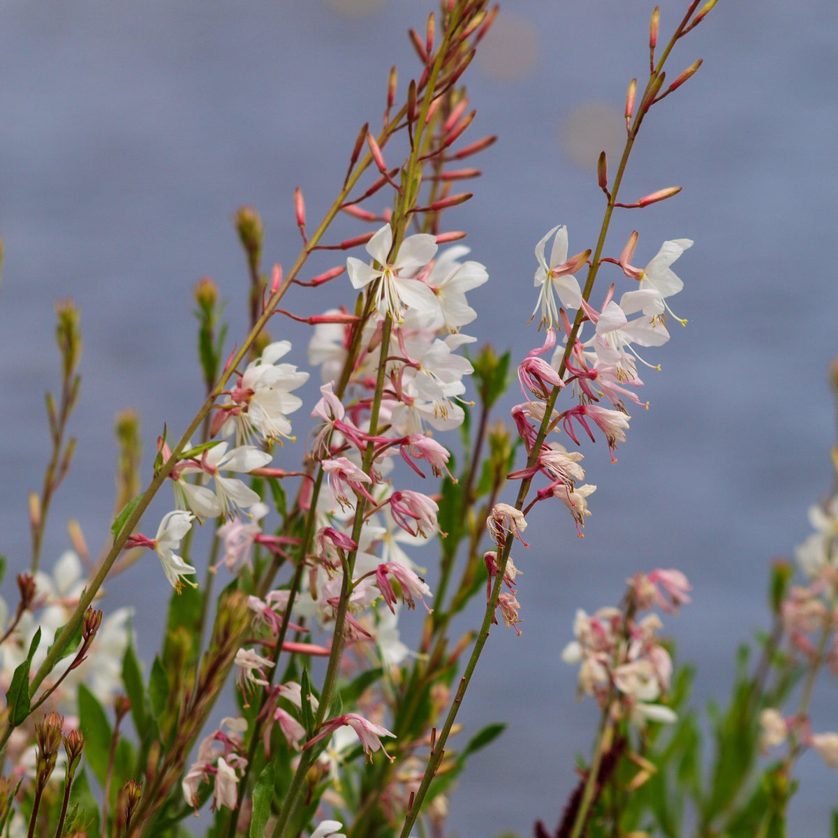 Gaura - Prachtkaars Corrie's Gold - Gaura lindheimeri Corrie's Gold