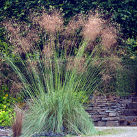 Vedergras Avoine - Stipa gigantea - Bakker