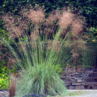 5 vaste planten voor landelijke border - Stipa gigantea, Pennisetum alopecuroides,Rudbeckia fulgida,Achillea millefolium,Persicaria amplexicaulis  - Bakker