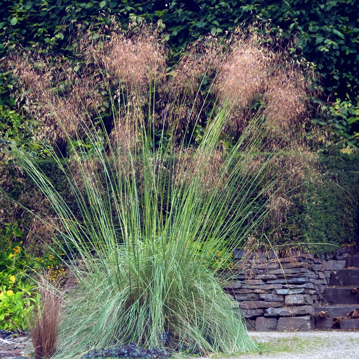 5 vaste planten voor landelijke border - Stipa gigantea, Pennisetum alopecuroides,Rudbeckia fulgida,Achillea millefolium,Persicaria amplexicaulis  - Bakker