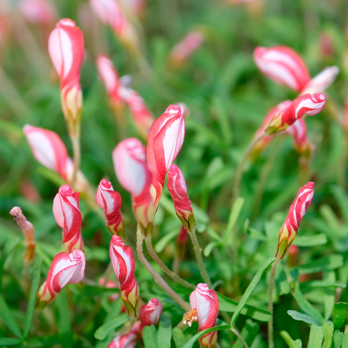 Collectie oxalis (x15)
