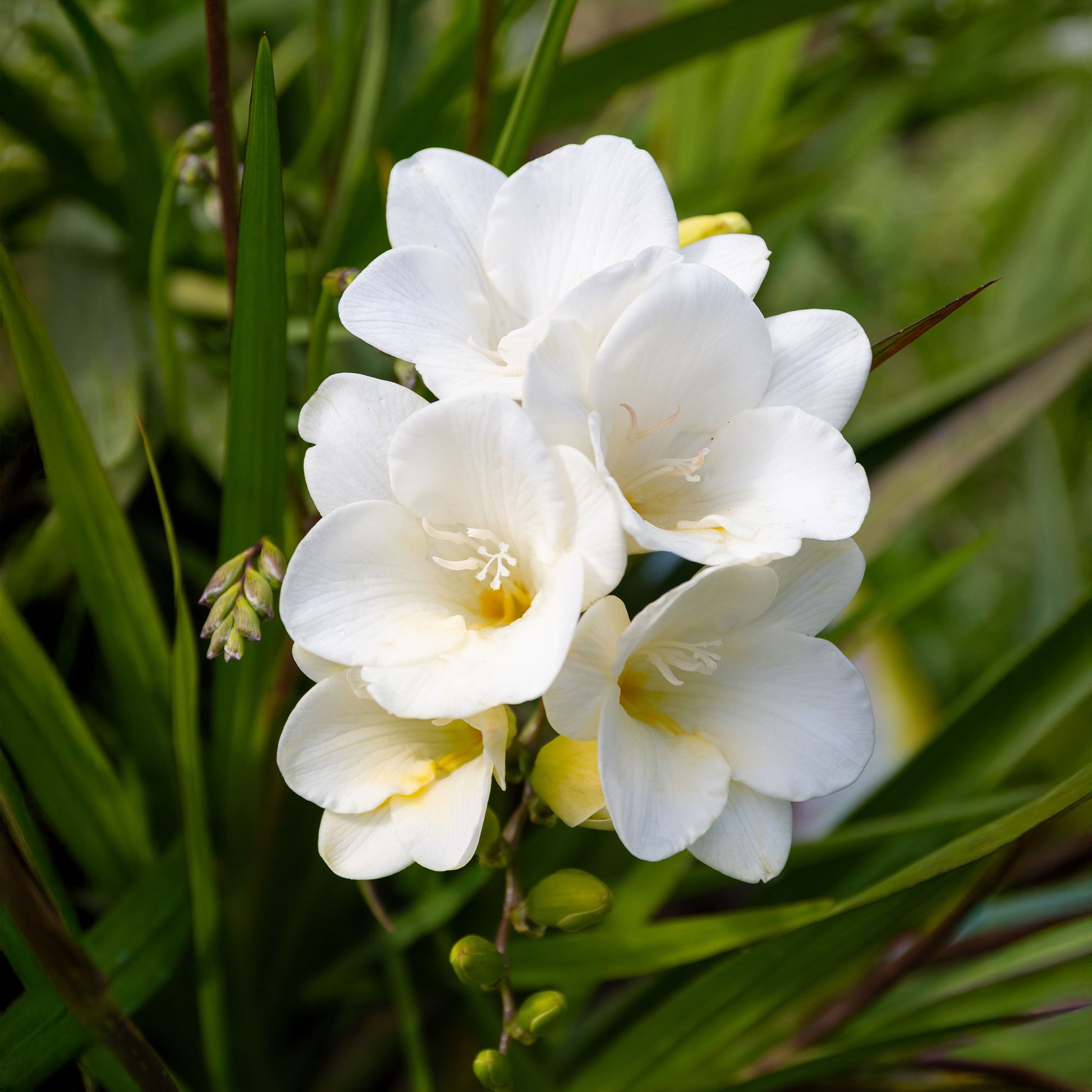 Freesia 'white' - Enkele Witte Freesia - Freesia