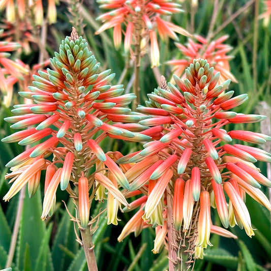 Aloe 'Safari Sunrise'®