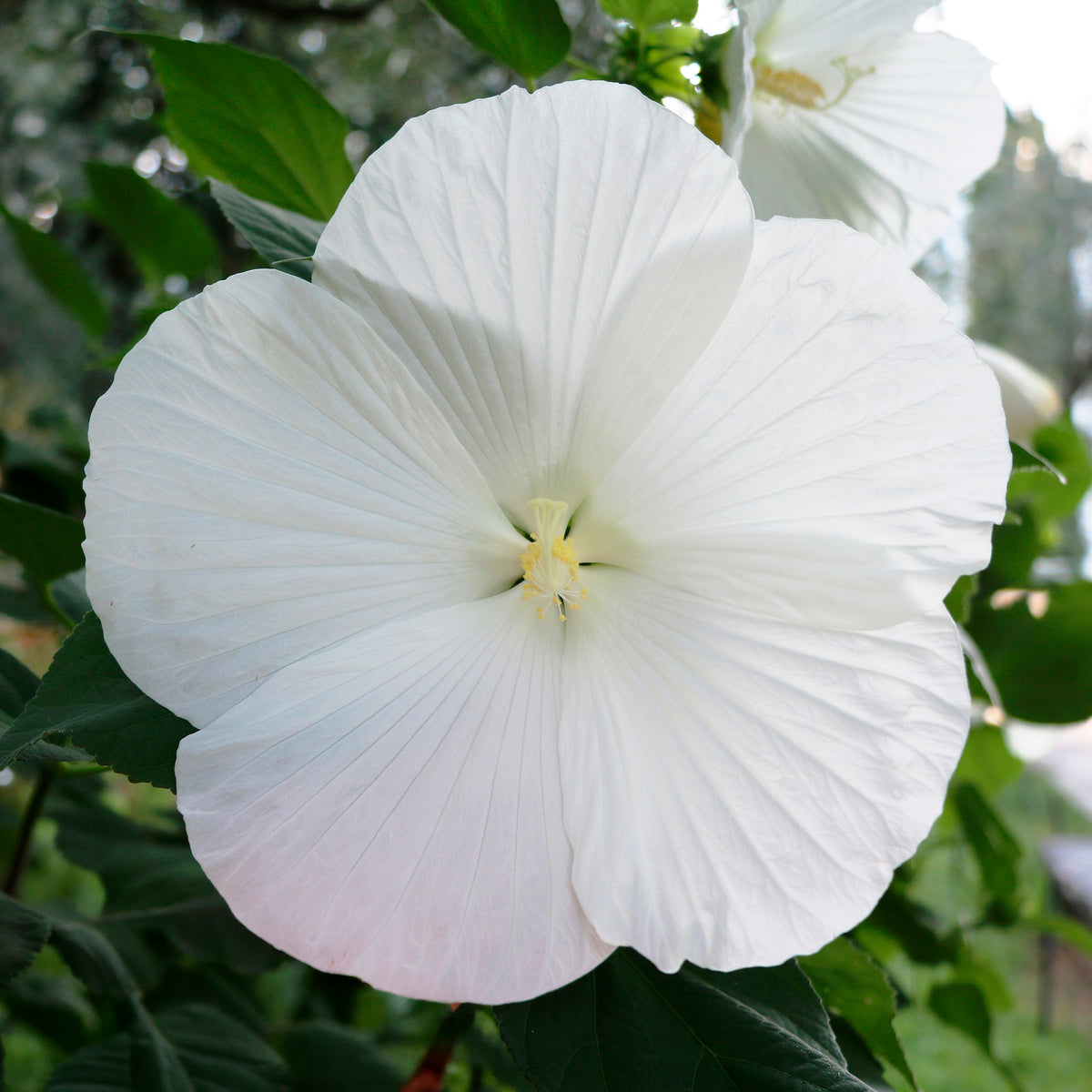 Altheastruik 'Extreme Pure White' - Bakker