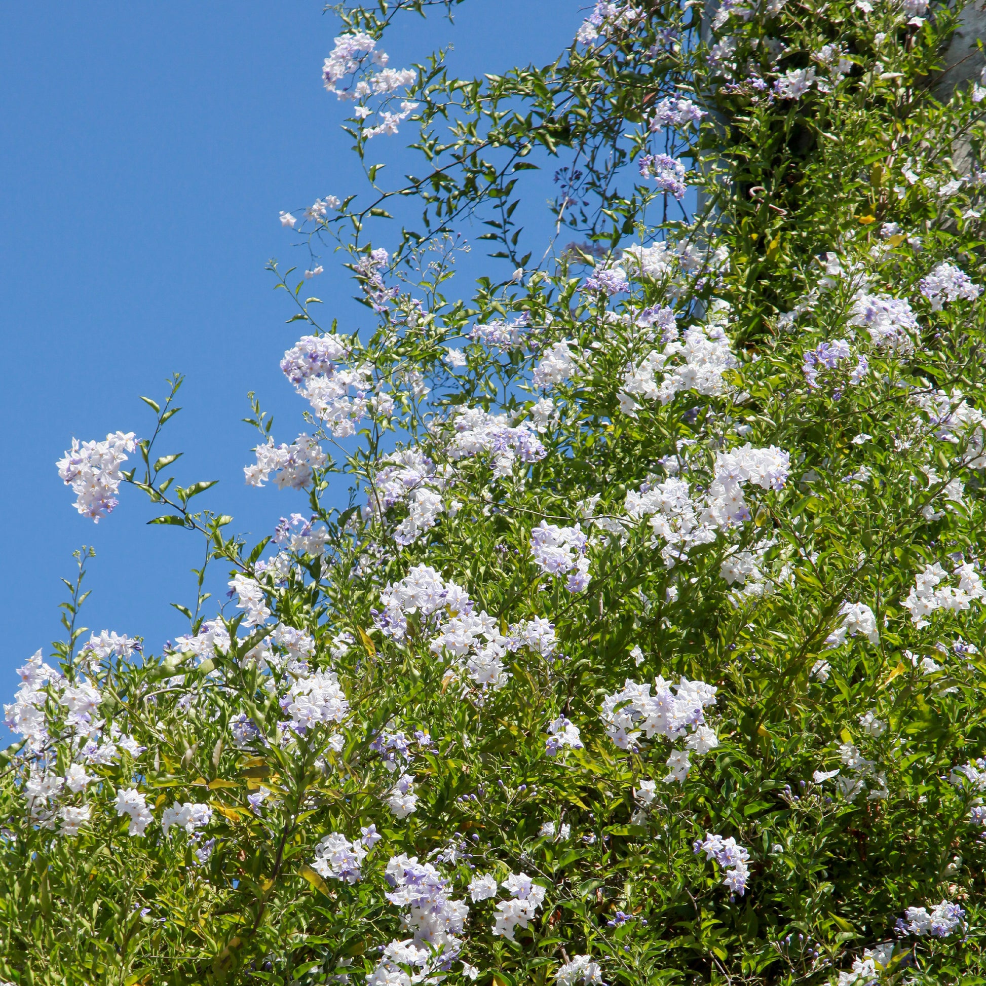 Klimmende nachtschade - Solanum jasminoides - Tuinplanten