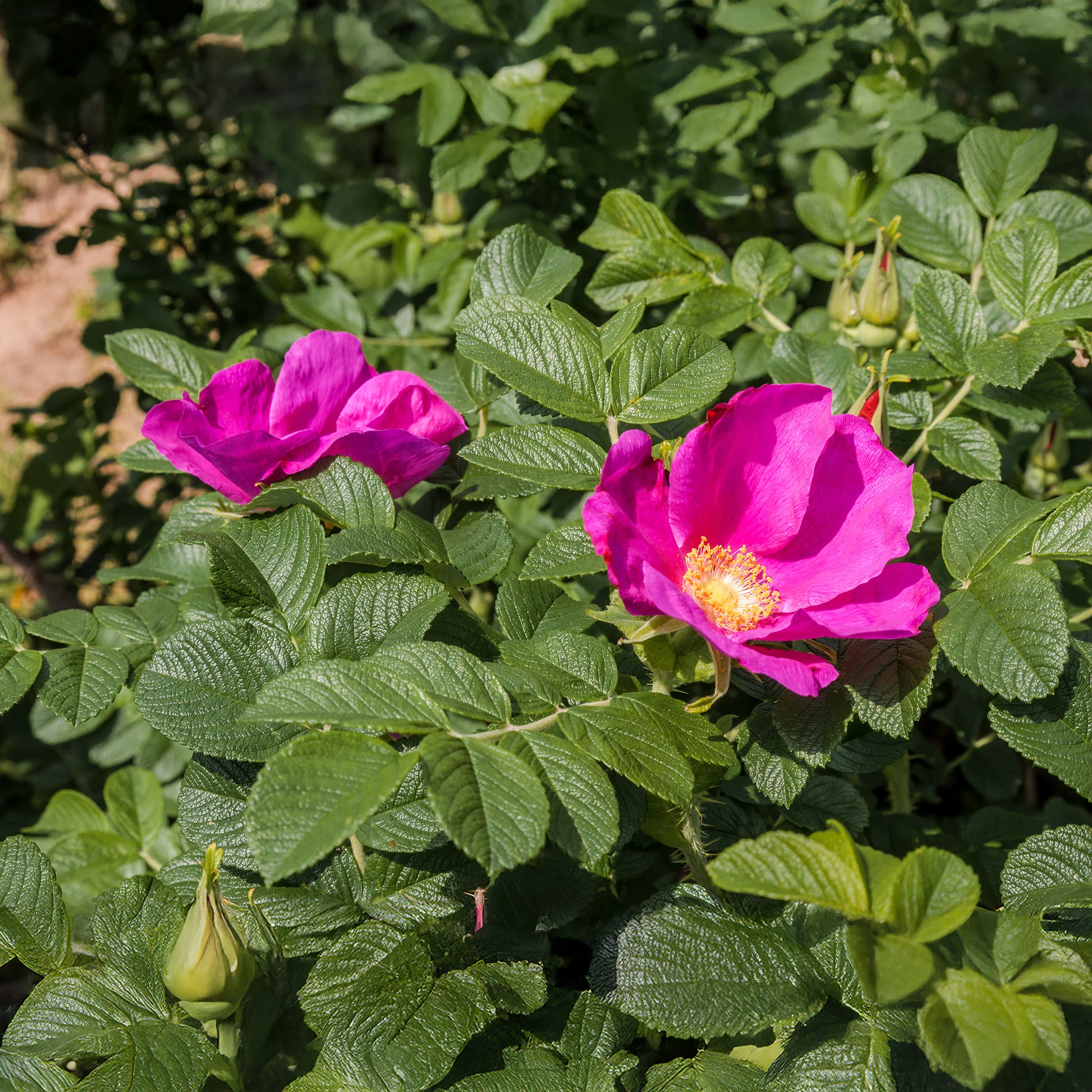 Verkoop Wilde roos 'Rubra' - Rosa rugosa rubra