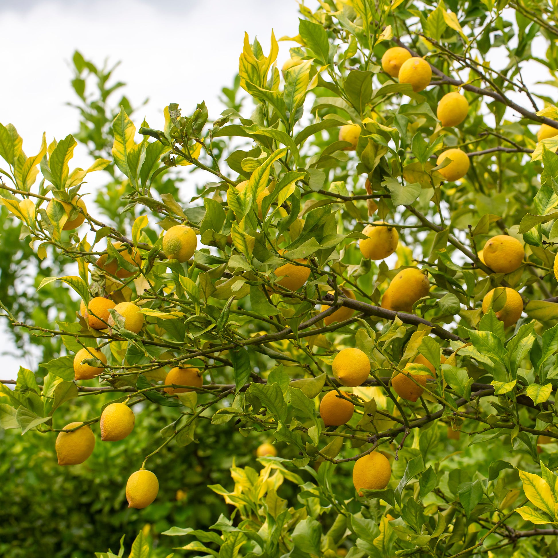 Citroenboom - Citrus limon - Bakker