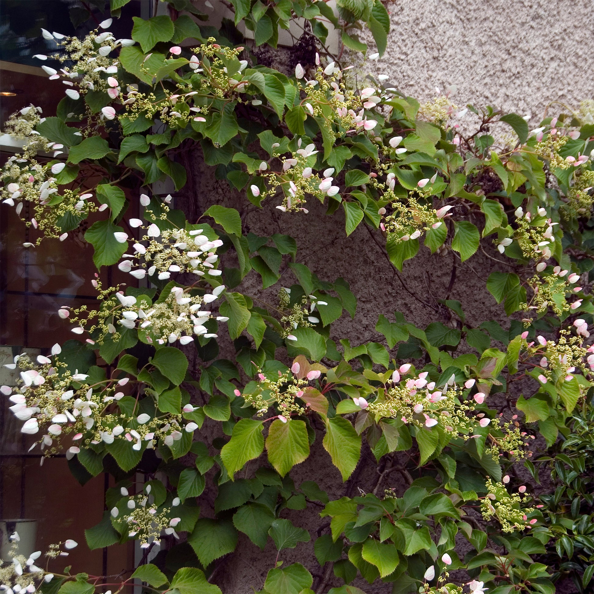 Valse klimhortensia - Schizophragma hydrangeoïdes - Bakker