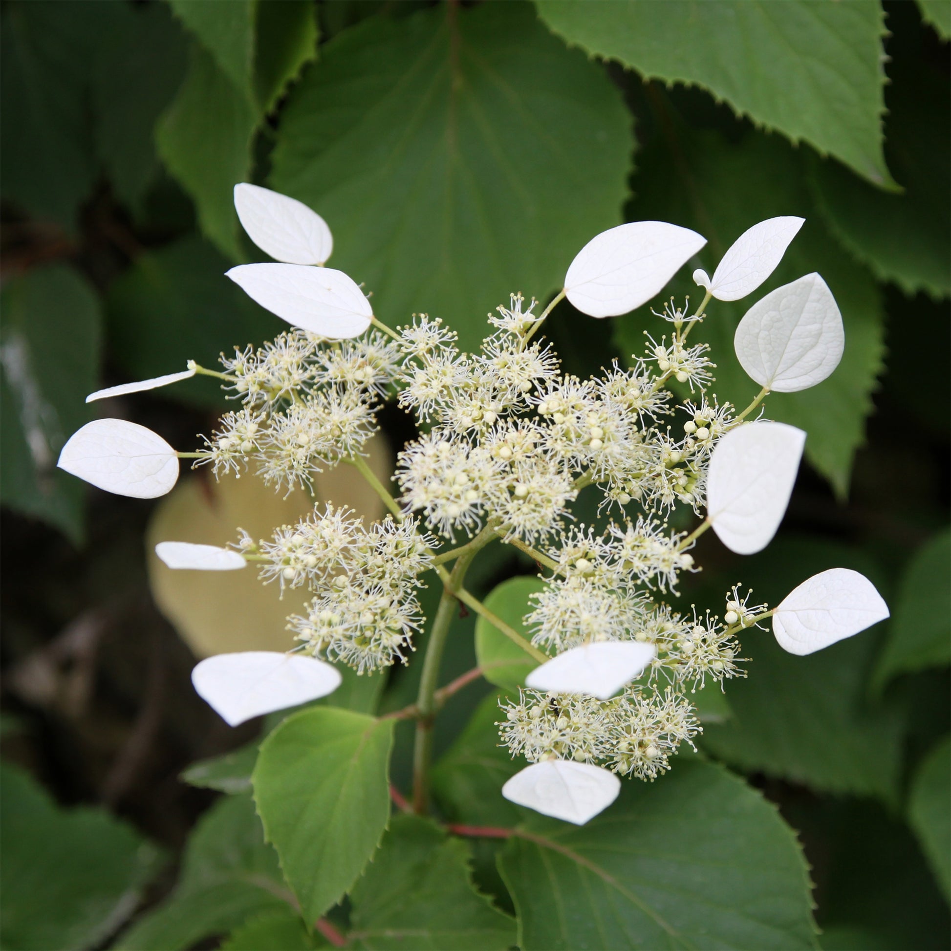 Klimplanten - Valse klimhortensia - Schizophragma hydrangeoïdes