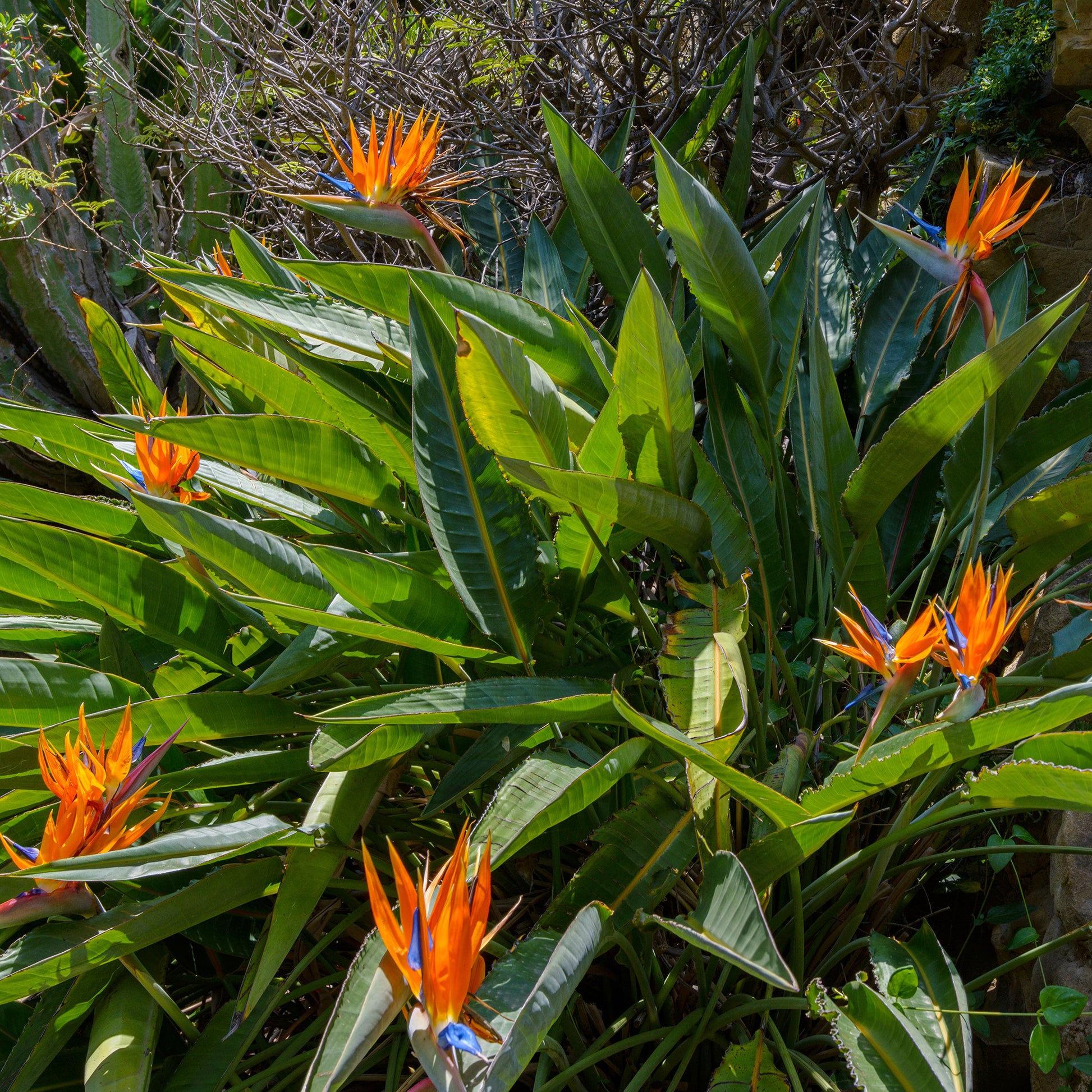 Paradijsvogelbloem Strelitzia - Strelitzia reginae - Bakker