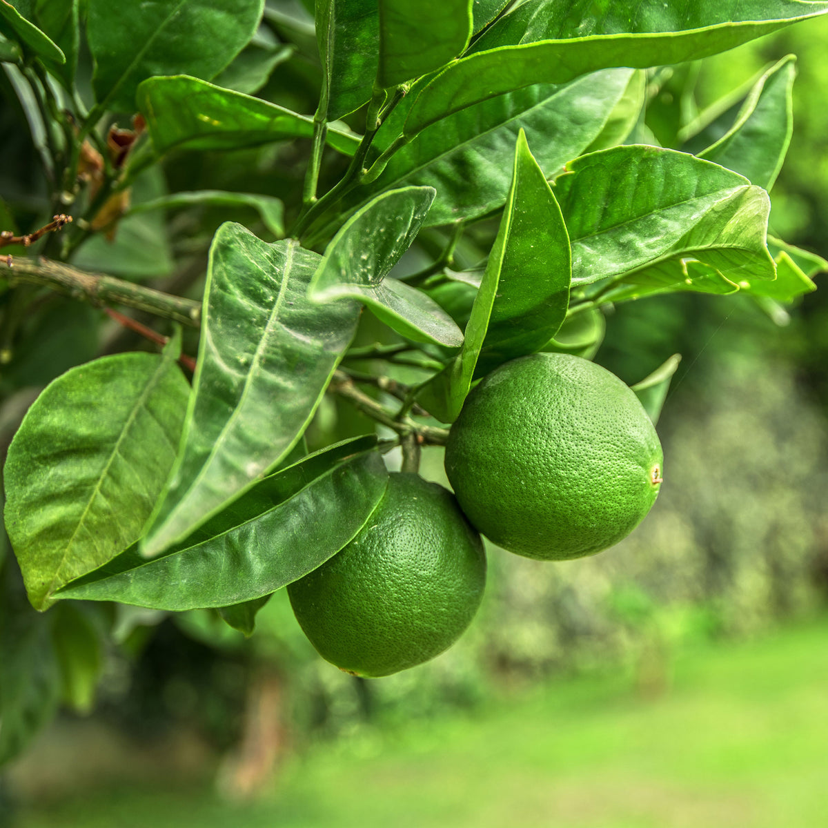 Limoenboom - Citrus aurantifolia - Bakker