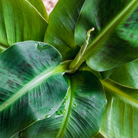 Bananenplant - Dwergbanaan Dwarf Cavendish - Musa acuminata Dwarf Cavendish