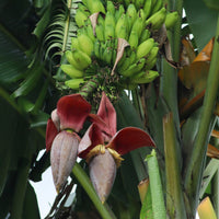 Bananenplant - Japanse Bananenplant Ever Red - Musa sikkimmensis Ever Red