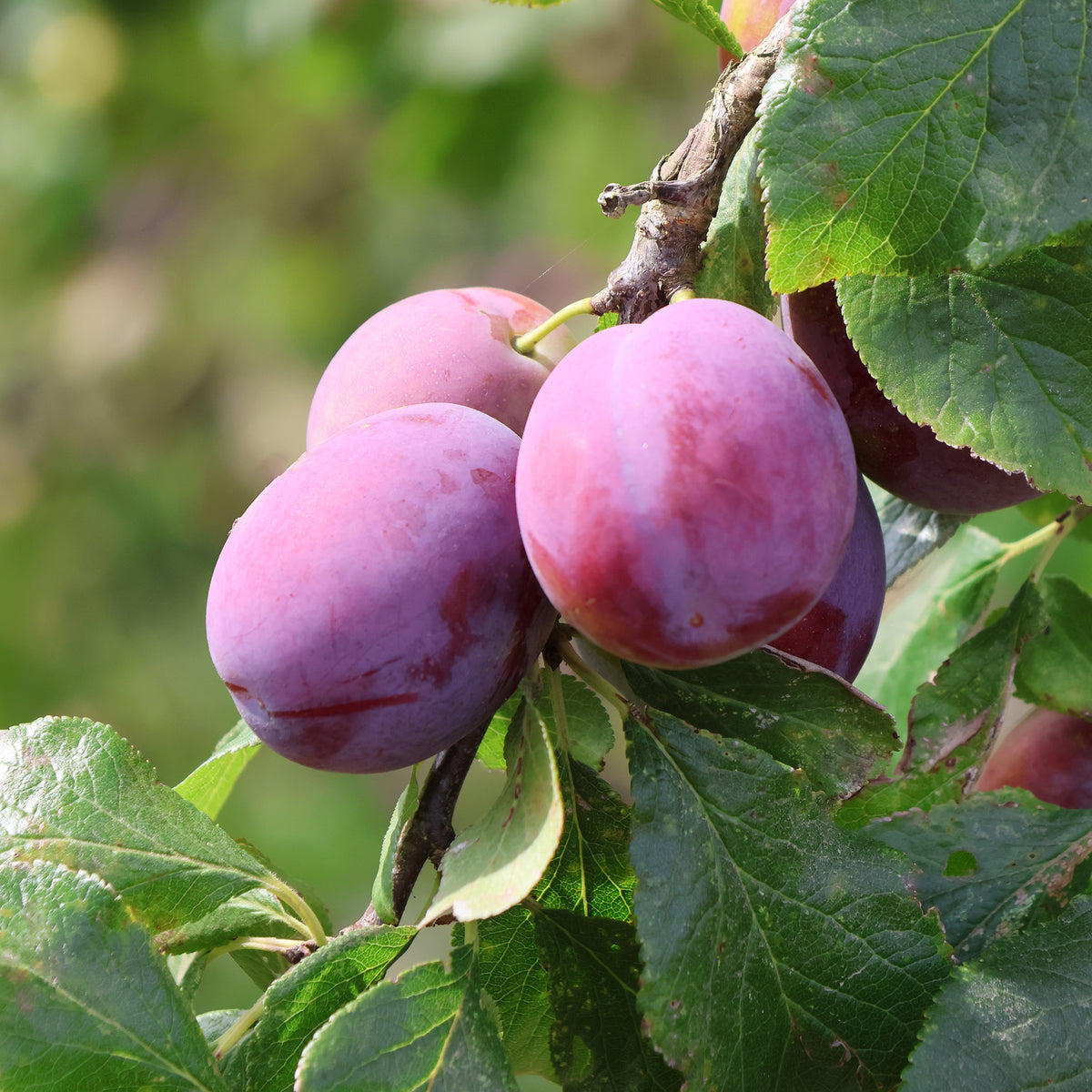 Pruimenboom Victoria - Prunus domestica victoria - Bakker