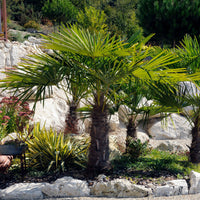 De dwerg-Chusan-henneppalm - Trachycarpus wagnerianus - Bakker