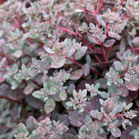 Sedum Dazzleberry - Muurpeper Dazzleberry - Sedum - Vetkruid