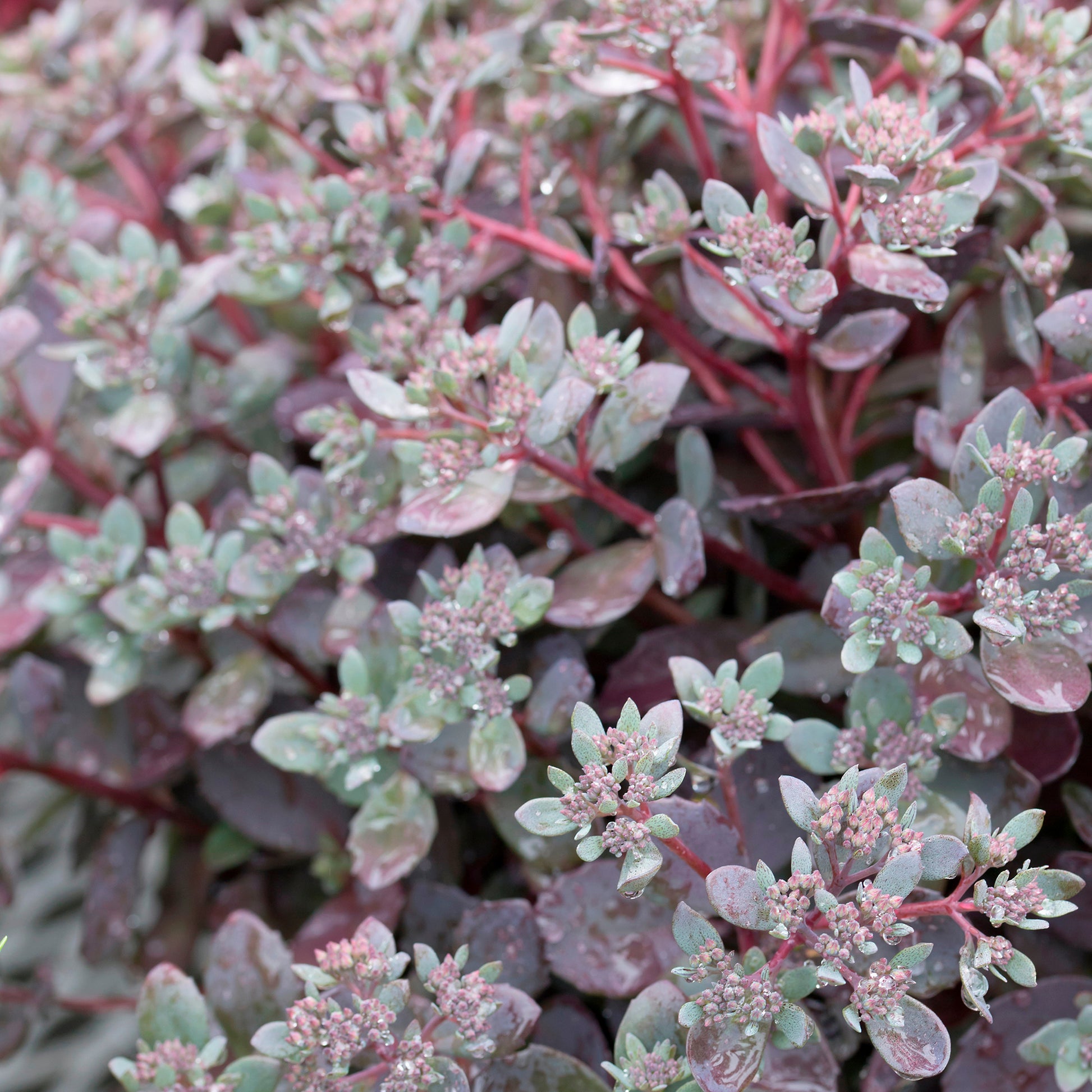 Sedum Dazzleberry - Muurpeper Dazzleberry - Sedum - Vetkruid