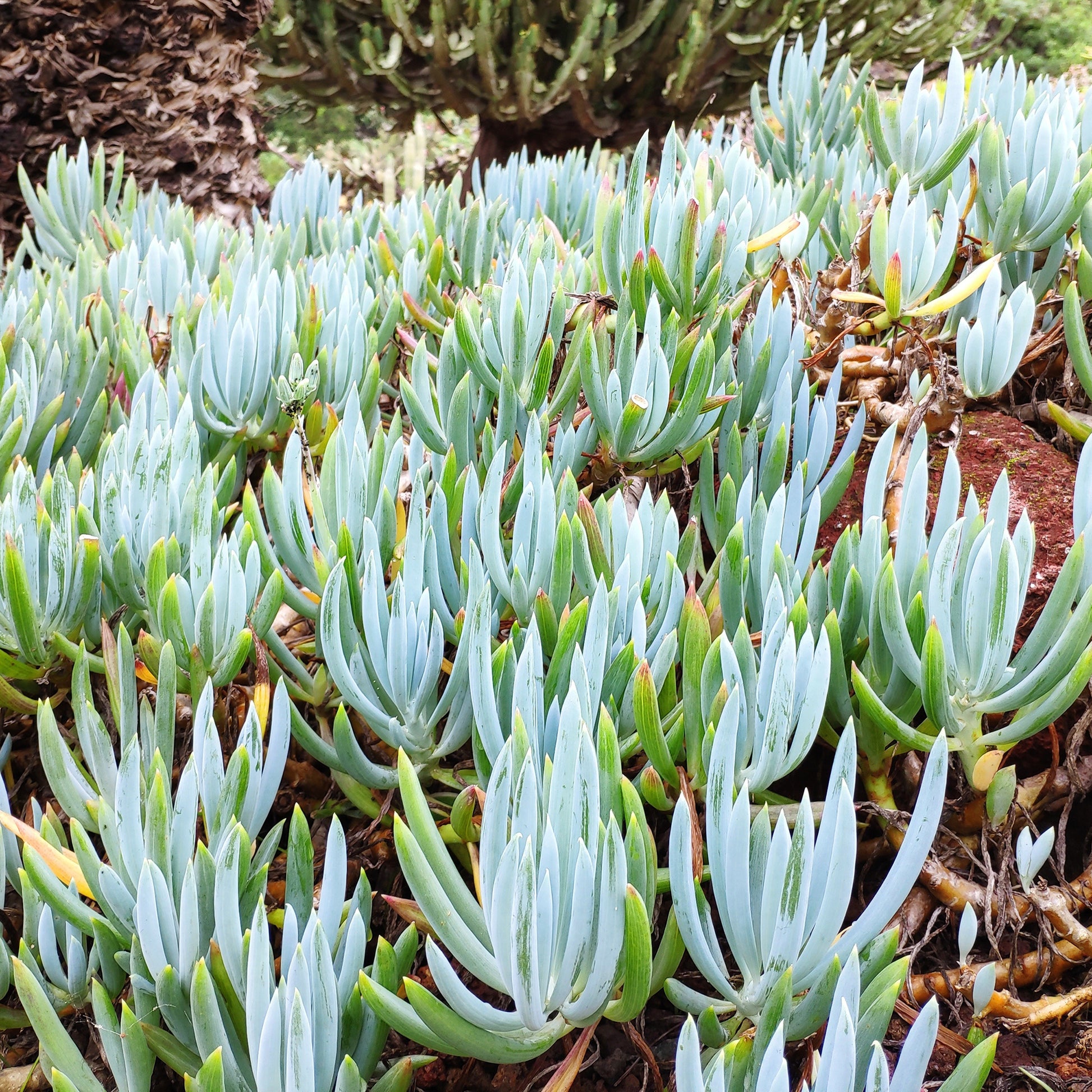 Senecio mandraliscae - Bakker