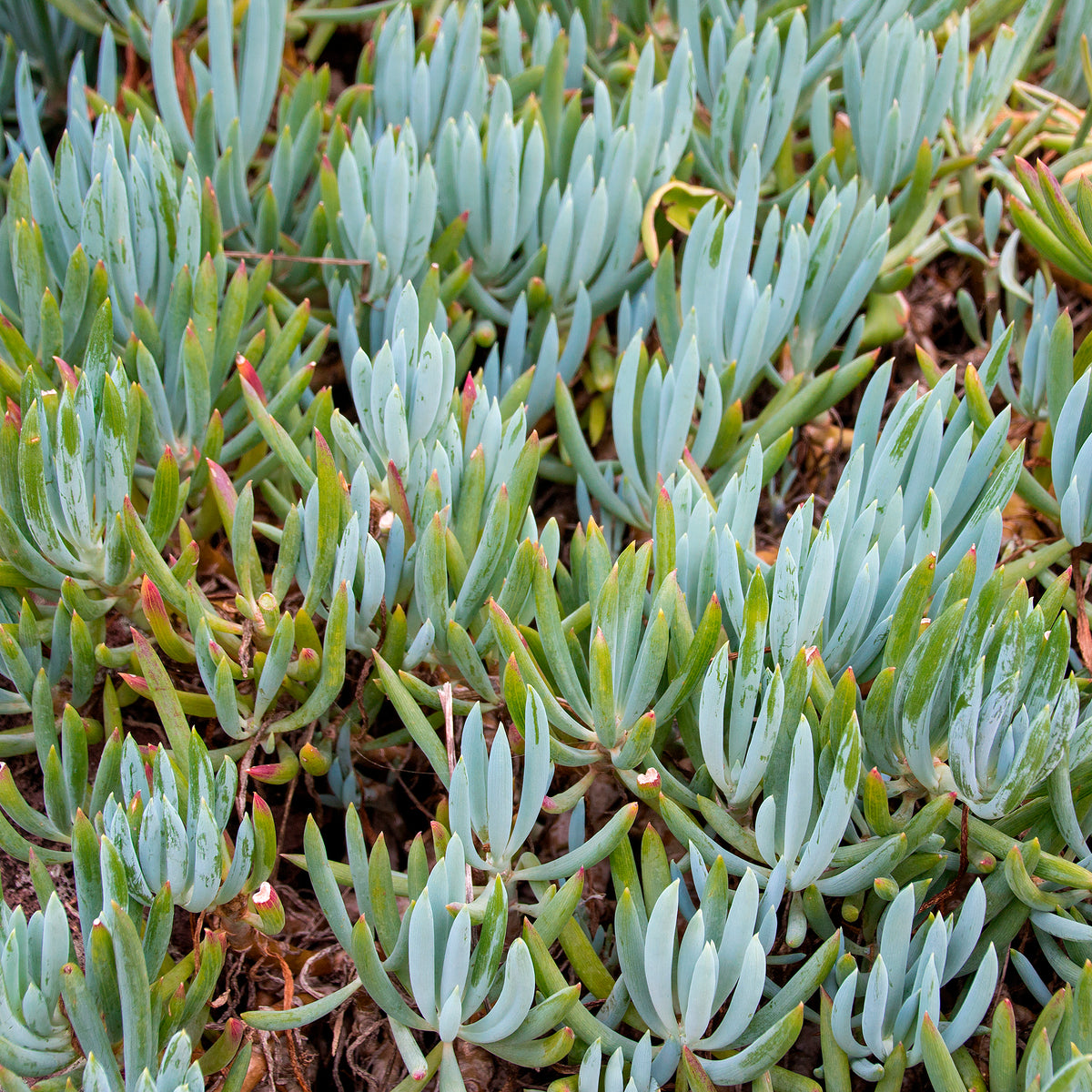 Wintergroene heesters - Senecio mandraliscae - Senecio mandraliscae