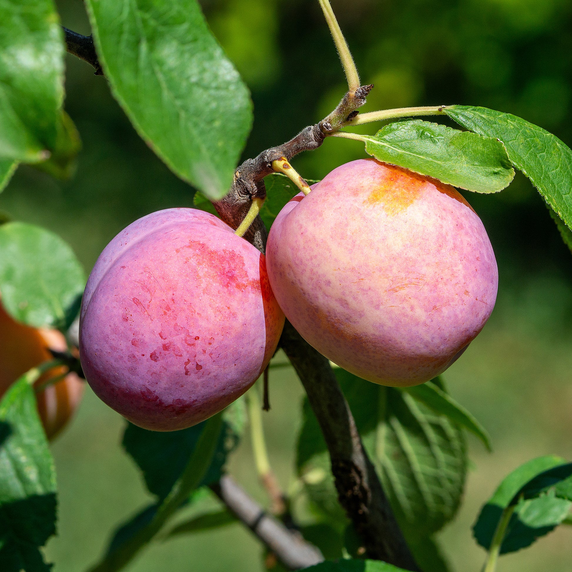Pruimenboom Victoria - Bakker