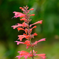Dropplant Kudos Coral - Agastache Kudos Coral - Bakker