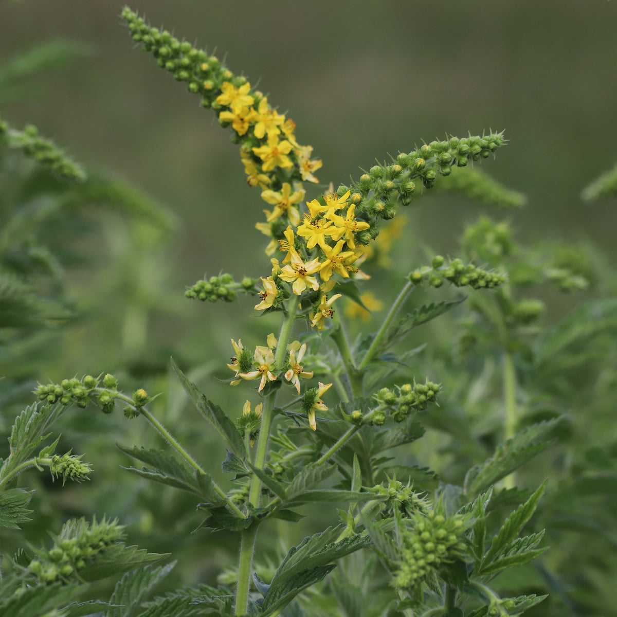 Gewone agrimonie - Agrimonia eupatoria - Bakker