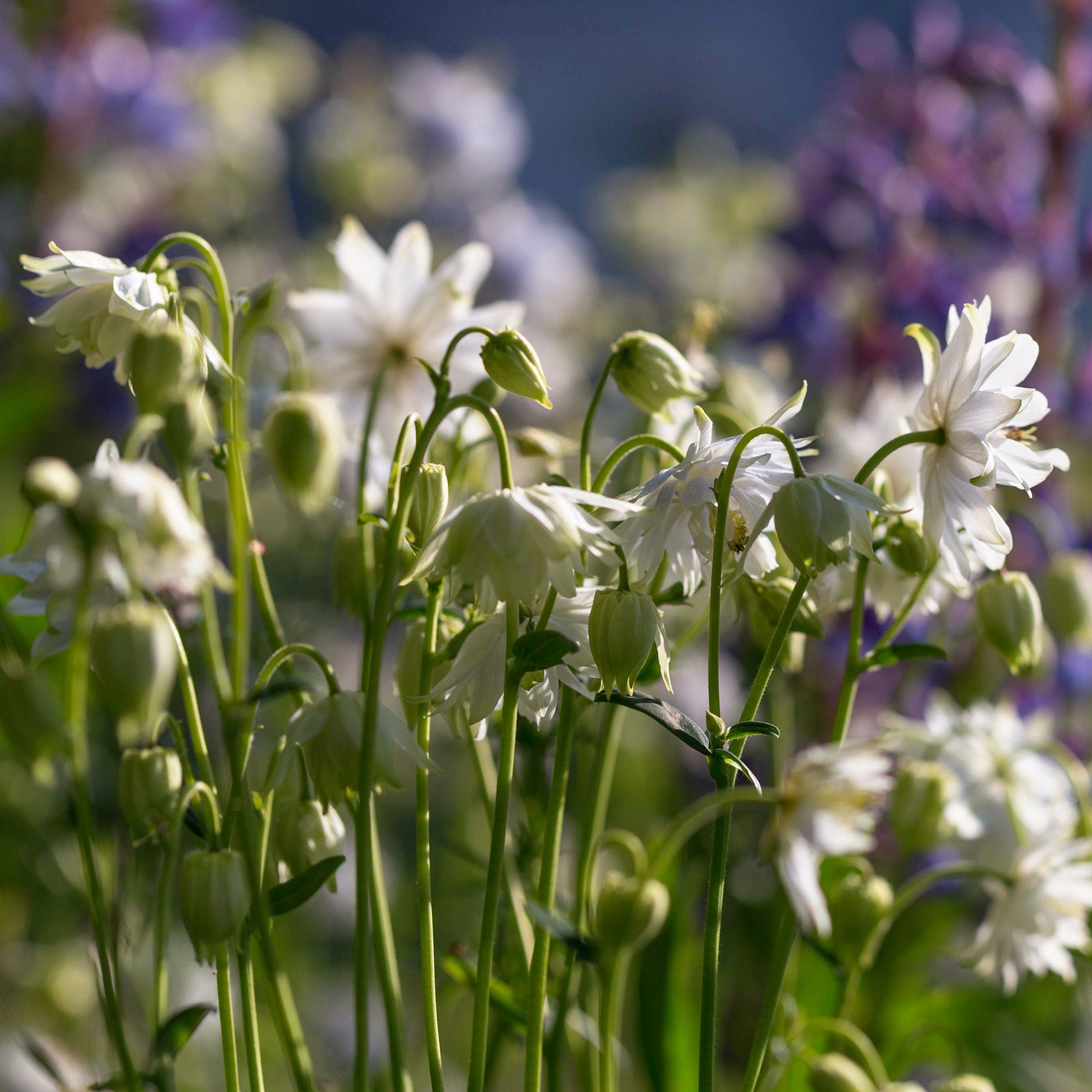 Akelei Green Apples - Aquilegia vulgaris stellata Green Apples - Bakker