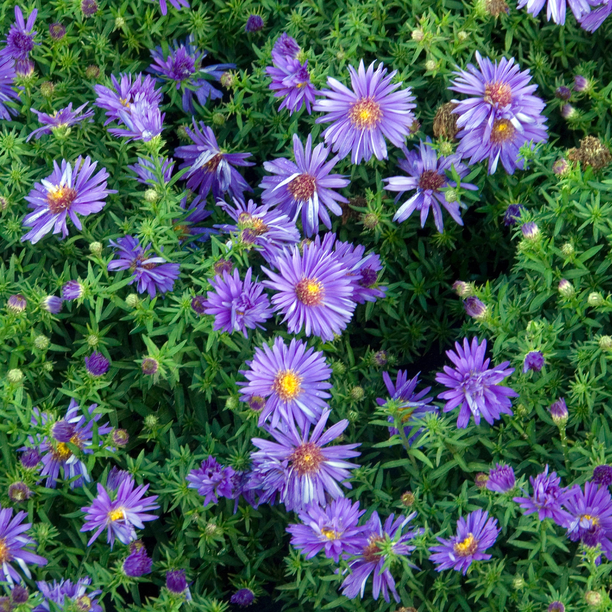 Herfstaster 'Augenweide' - Aster dumosus Augenweide - Bakker