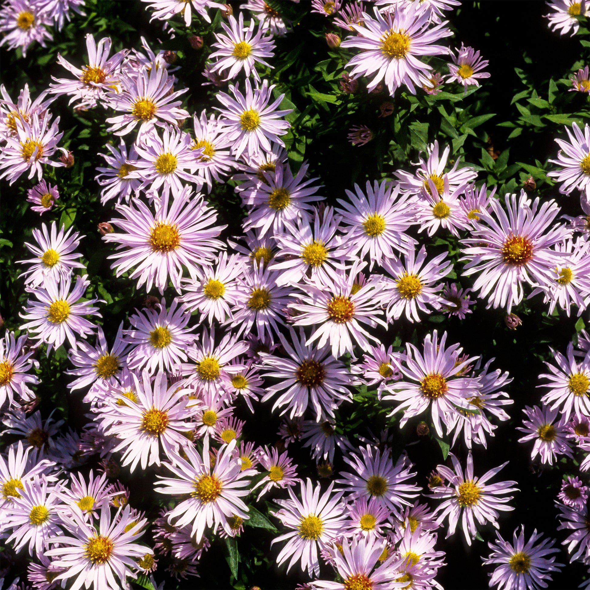 Herfstaster 'Silberblaukissen' - Bakker