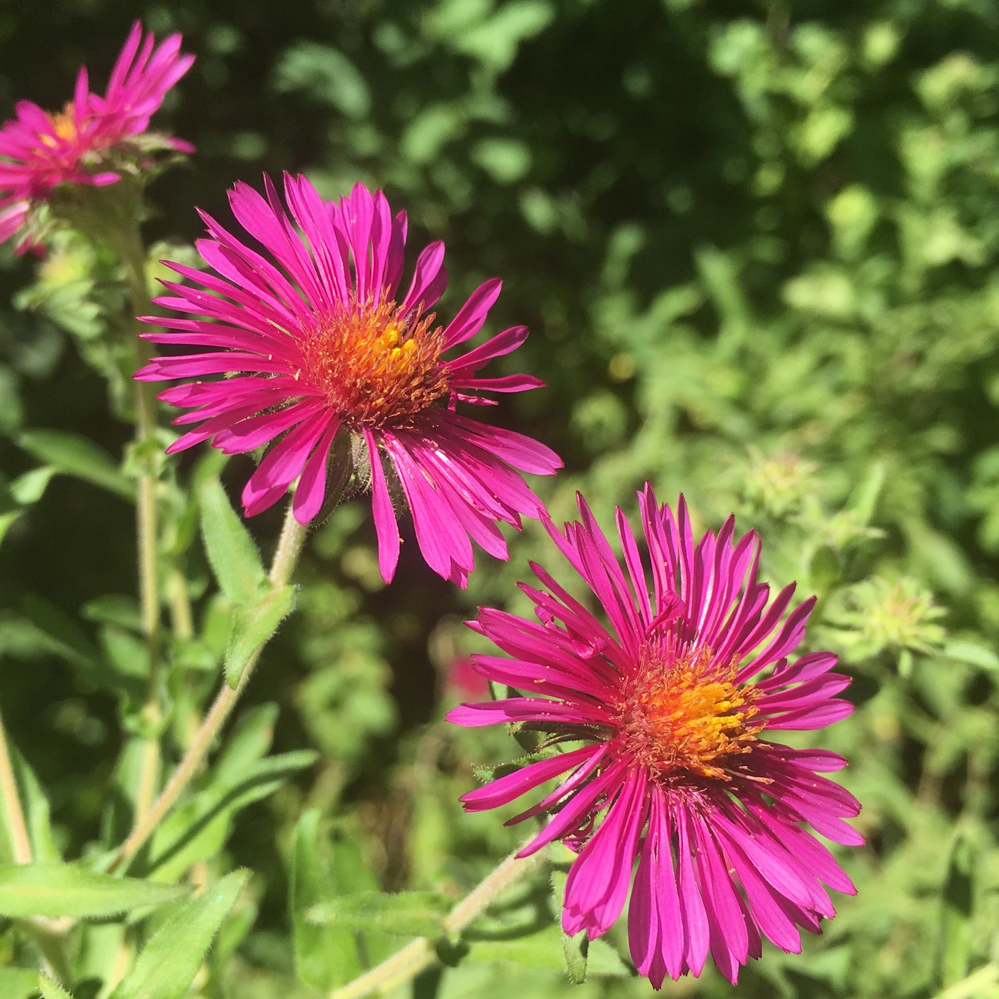 Herfstaster 'septemberrubin' - Aster novae-angliae septemberrubin - Bakker