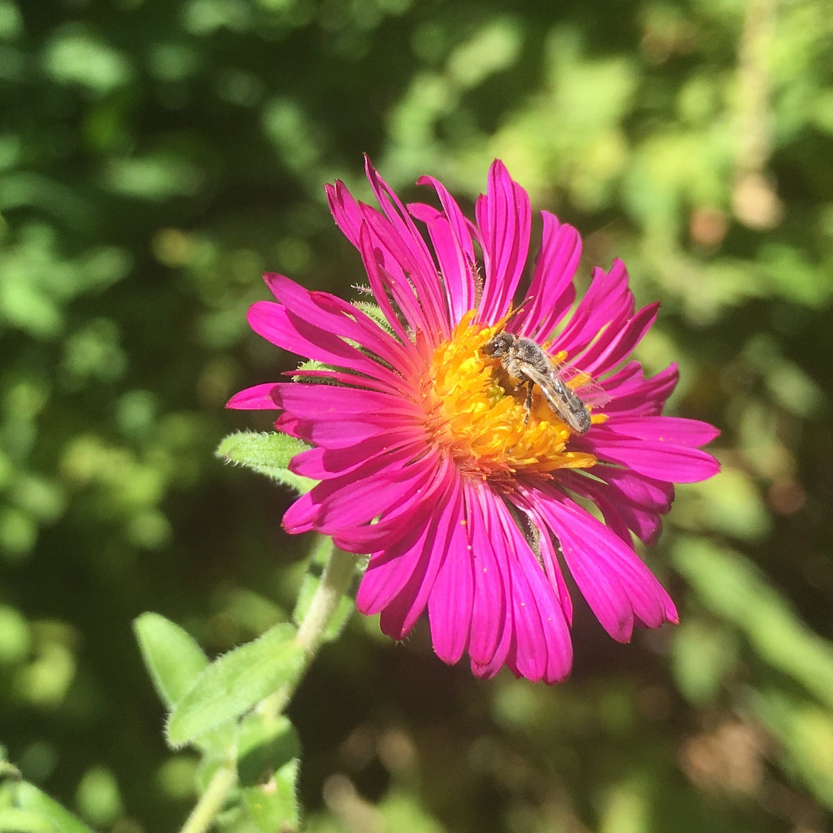 Herfstaster 'septemberrubin' - Bakker